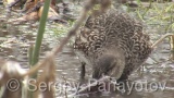 Video of Eurasian Teal - Eating Eurasian Teal in lake of winter